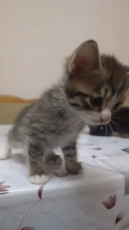 котята бесплатно в добрые руки 5 котята бесплатно в добрые руки 5