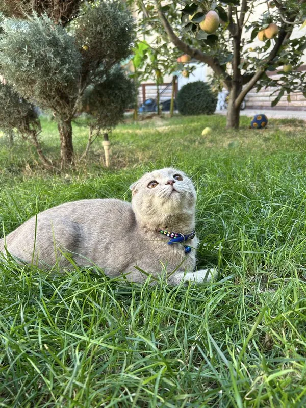 Mushuk Scottish Fold