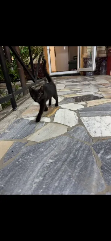 Кошка в добрые руки 4 Кошка в добрые руки 4