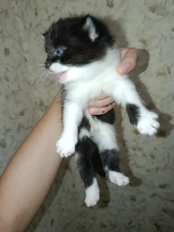 Новорожденные британские котята — фото 3