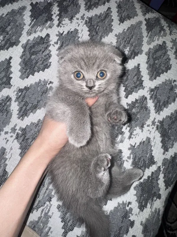 Веслоухие котята 2