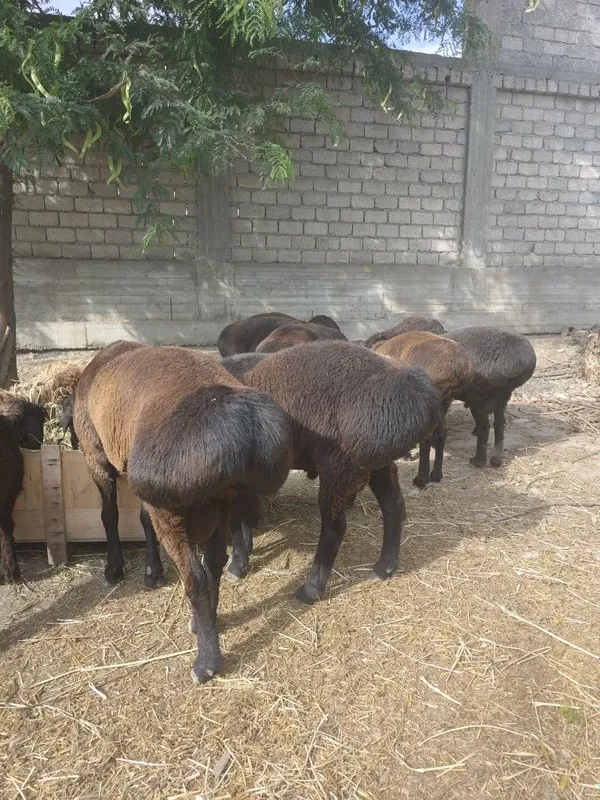 Qo'chqorlar bor. Kotta kichik harhilidan. 2