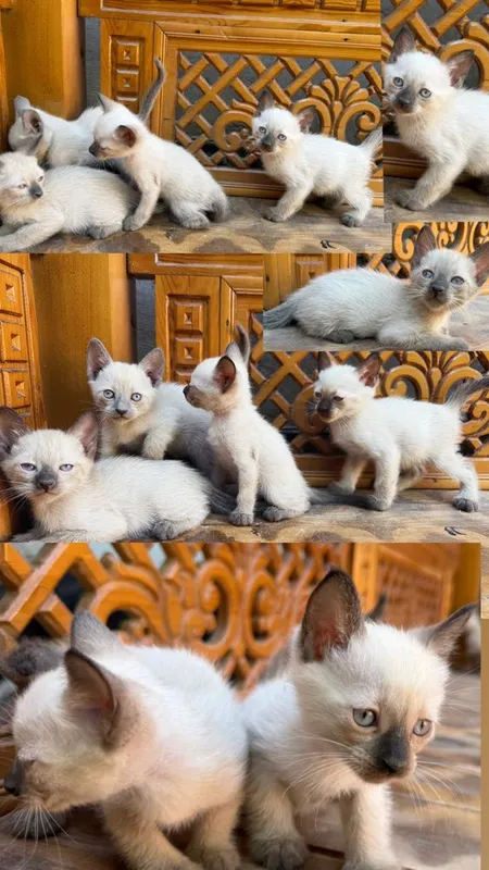 Котята сиамские 2 месяца 1 Котята сиамские 2 месяца 1