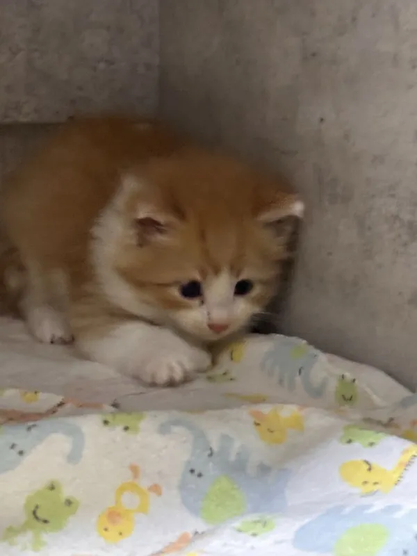 Продаю котят 1 месяц — фото 1