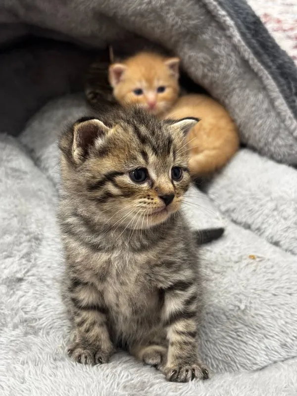 Продаются котята — фото 1