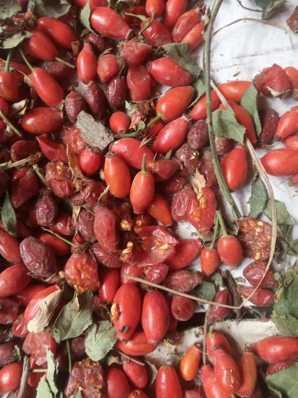 Гожи бутаси goji ko'chatlari — фото 4