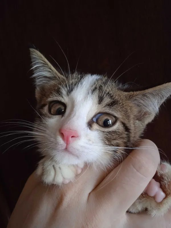 Серобелый котёнок мальчик, 3 месяца. 1
