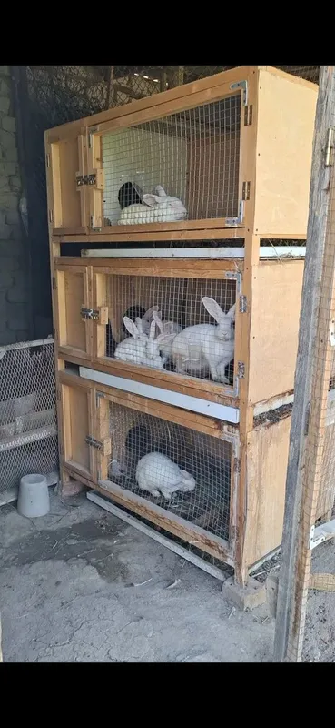quyonlar uchun qafas 3 etajli raddomi bilan 2 quyonlar uchun qafas 3 etajli raddomi bilan 2