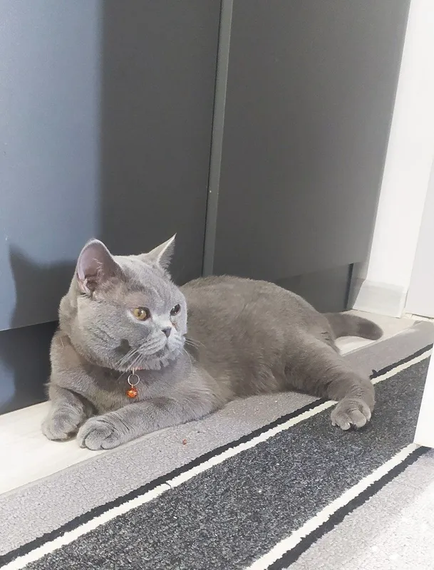 British Shorthair (British Blue) zoti, juda chiroyli mushukcha sotilad 2 British Shorthair (British Blue) zoti, juda chiroyli mushukcha sotilad 2