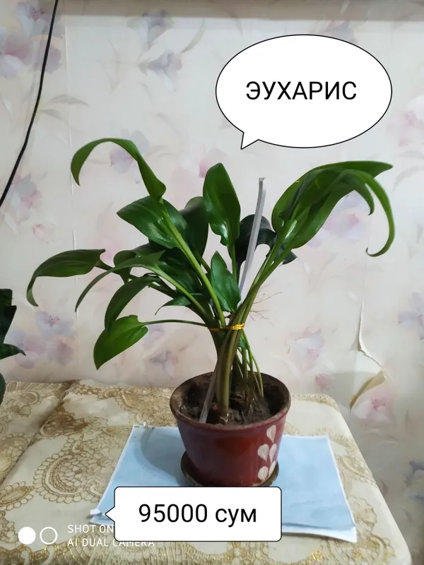 Цветки на горшке комнатные 5