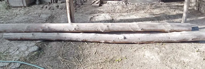 Тусин-Кругляк Сосна — фото 1