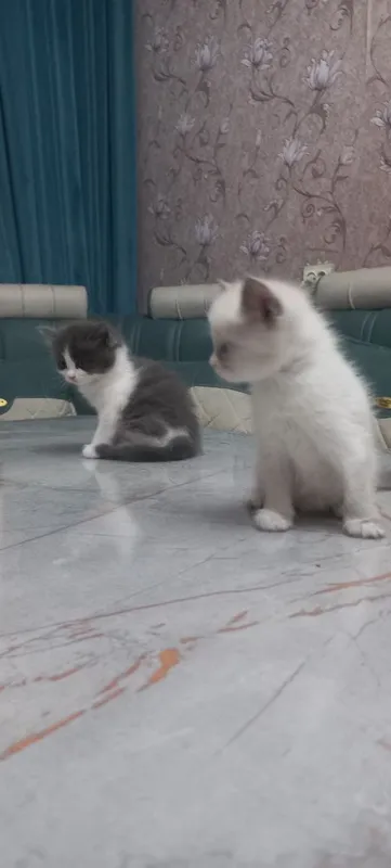 Продаются котята — фото 4