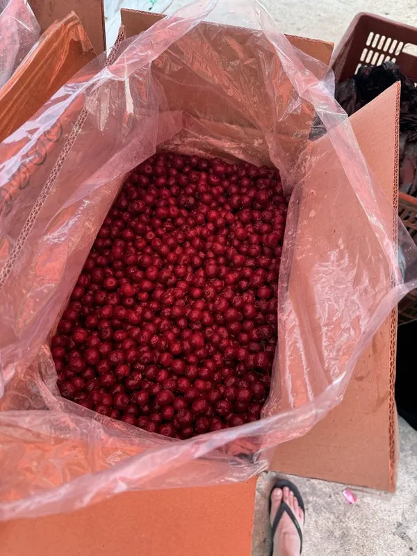 Olcha muzlatilgan - Вишня замороженная - Cherry frozen 1 Olcha muzlatilgan - Вишня замороженная - Cherry frozen 1