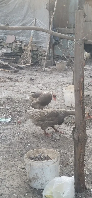 2 ta erkak g'oz sotiladi. 3