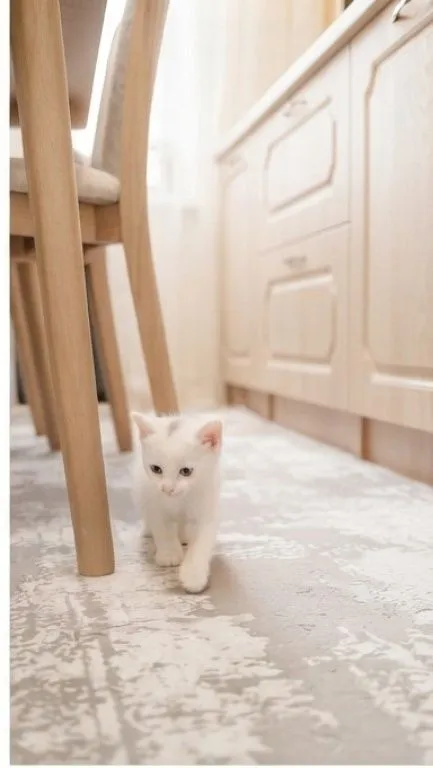 Кошечка ишет хозайина 2