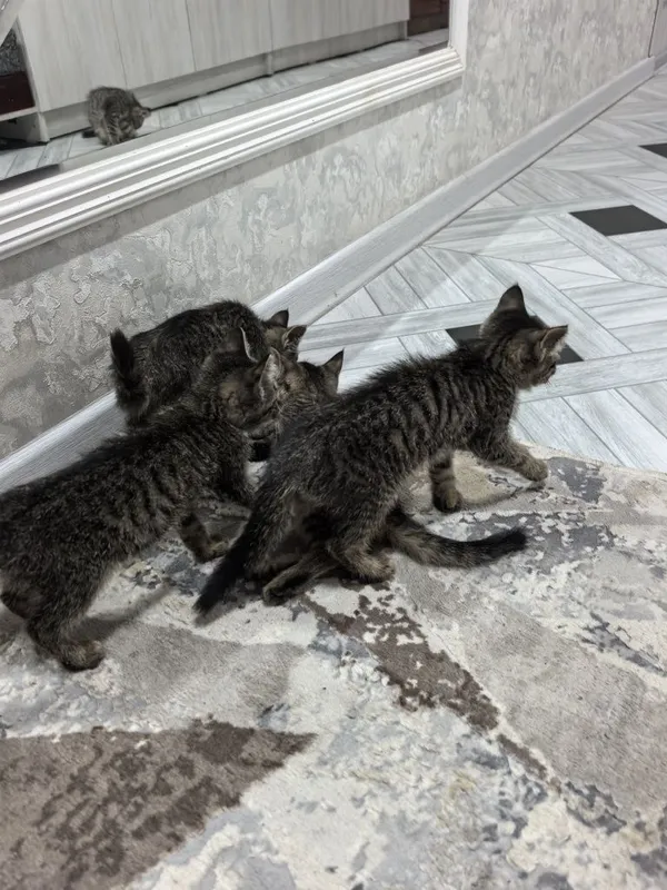 Отдам даром котят в добрые руки. 2 месяца. Доставка по Ташкенту — фото 4