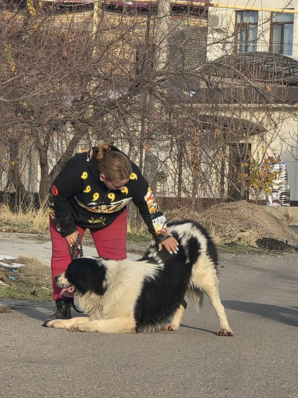 Профессиональная дрессировка — фото 4