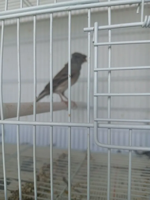 Продаю Кенаров самцы 4штуки