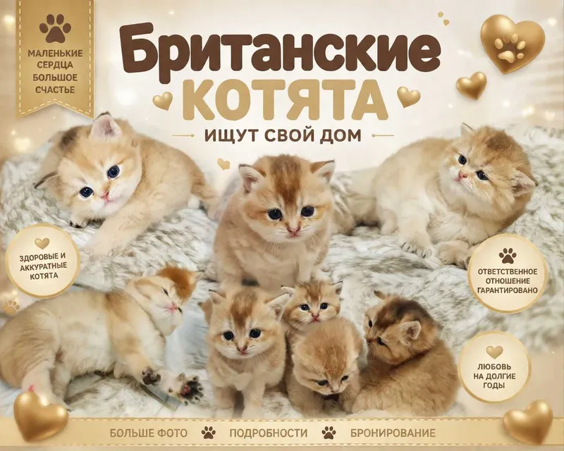 Британскиа короткошерстная. 1 Британскиа короткошерстная. 1