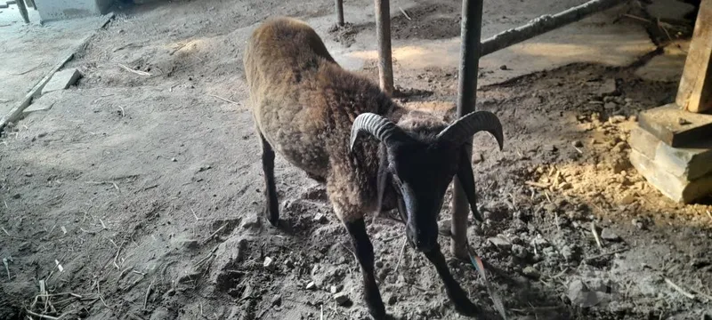 Кучкор кузилар сотилади галишамиз 2