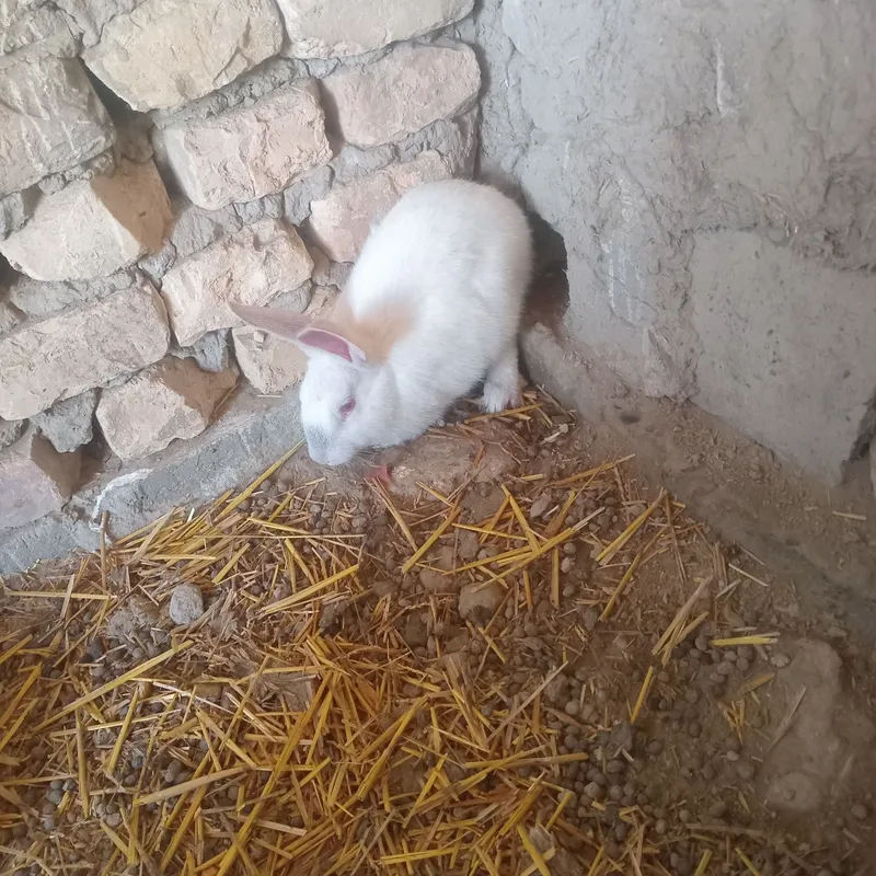 Quyon gubrit 4 ta 3 ta erkak 1 ta moda — фото 4