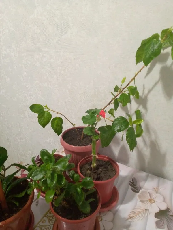 Продаются комнатные растения — фото 3