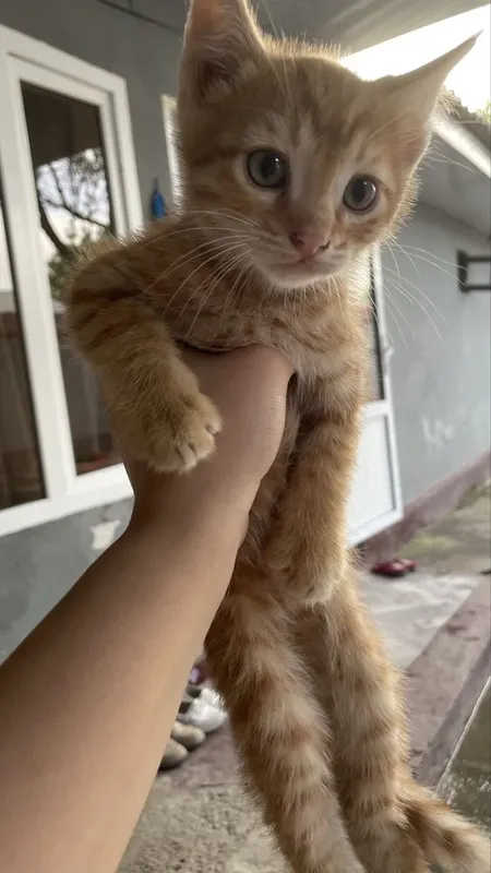 Котятя в добрые руки
