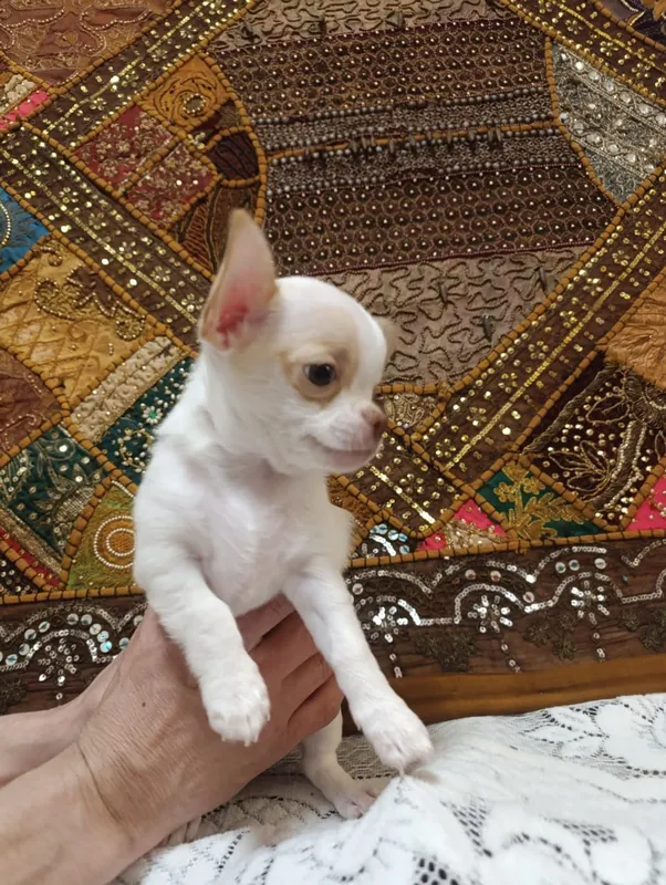 Продам чистокровных Чихуахуа — фото 2