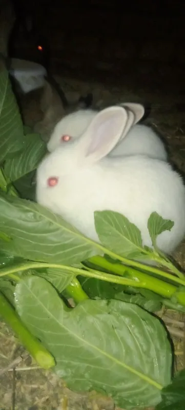 Quyon bolalari arzon