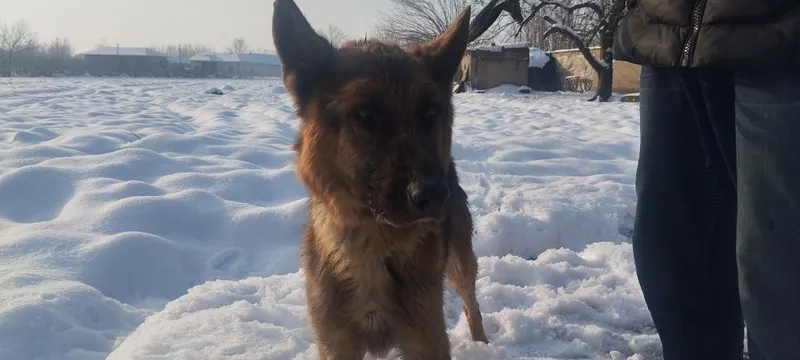 Toza zotli nemis apcharkasi