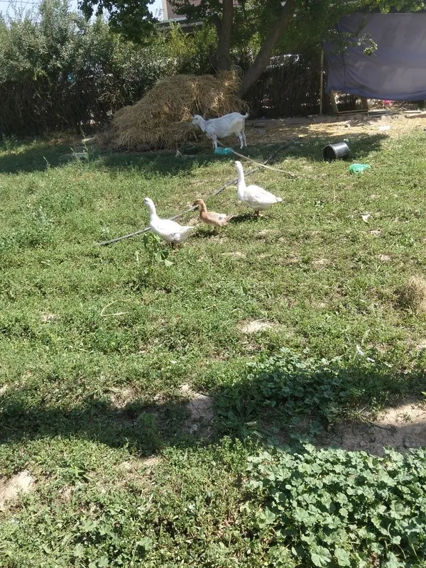 Gʻozlar sotiladi 4 Gʻozlar sotiladi 4
