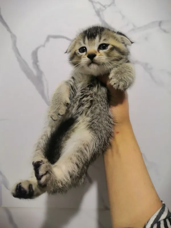 qizoloqlar sotiladi
