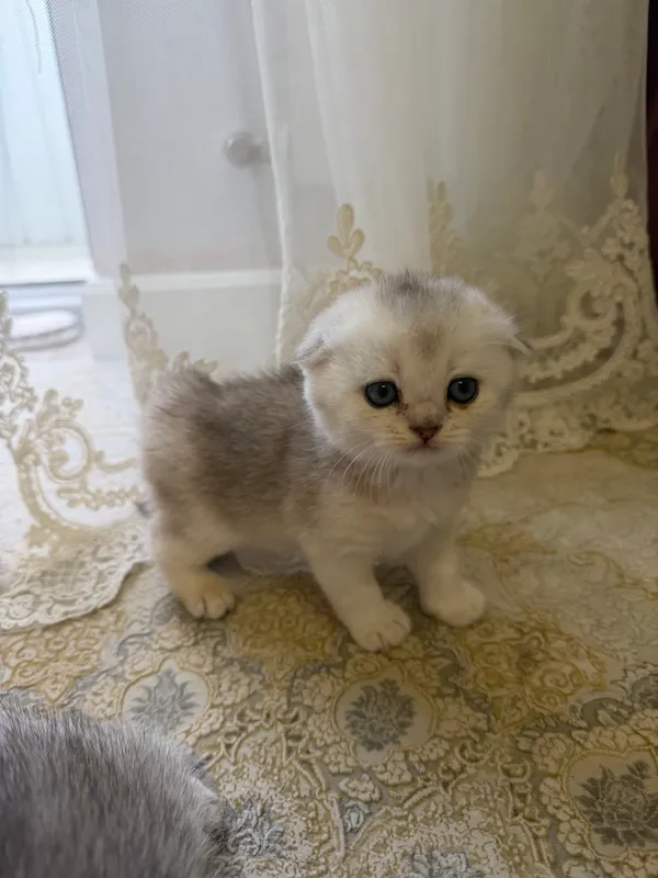 Котята шиншиллы