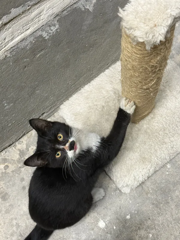 Котята 3,5 месяца — фото 6
