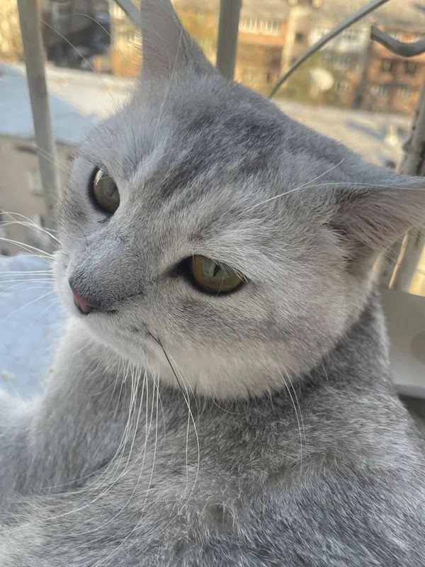 Продаются котята турецкие ангорки , с разными глазами 6 Продаются котята турецкие ангорки , с разными глазами 6