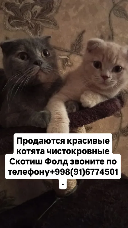 Порода Скотиш Фолд. — фото 5