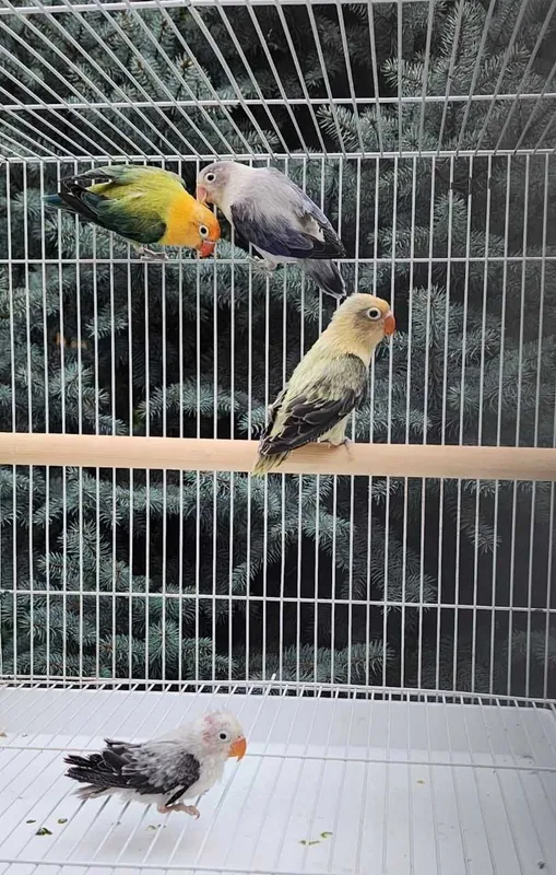 Nerazluchka Opaline Попугай 4 Nerazluchka Opaline Попугай 4