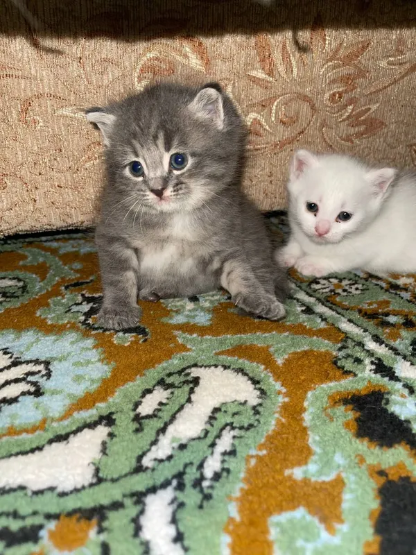 котята — фото 2