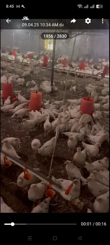 Loman sindi jujalari sotiladi 3 Loman sindi jujalari sotiladi 3