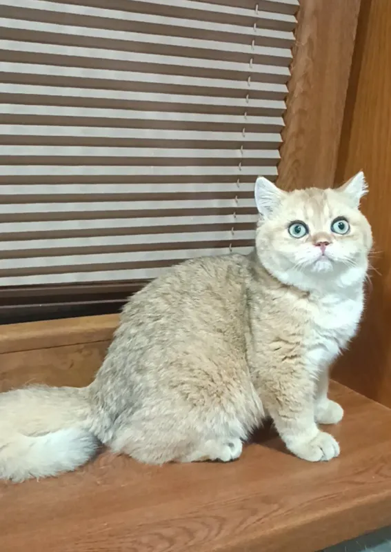 Продаются мальчики британцы золотая шиншилла — фото 2
