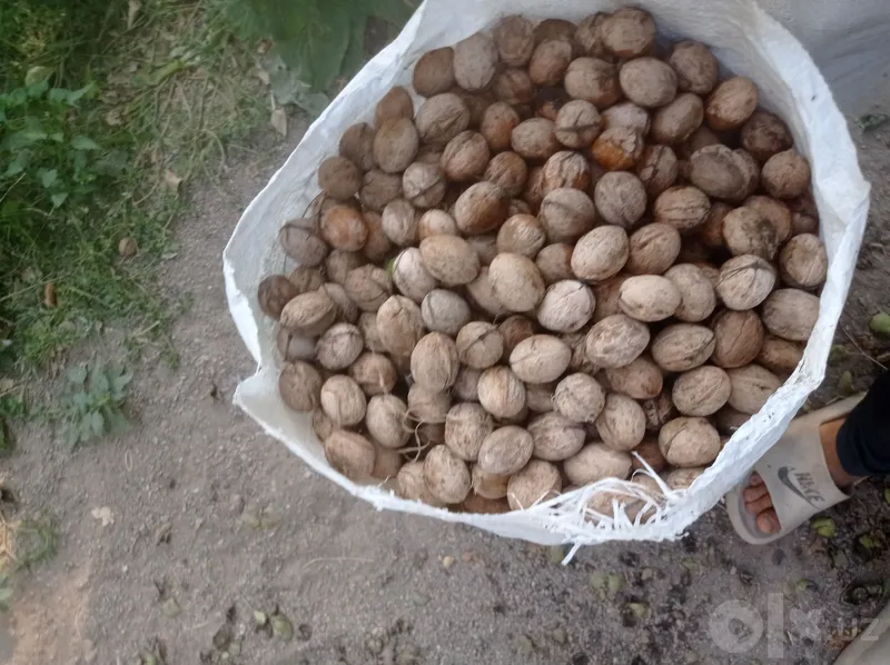 Yonğoq sotiladi bu yilgi Yonğoq sotiladi bu yilgi