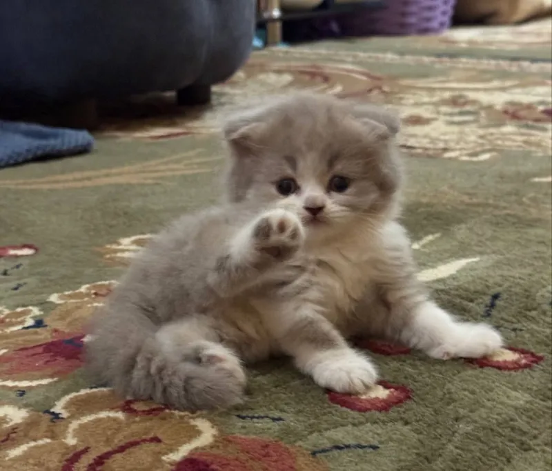 Скоттиш фолд тоза зотлик эркак мушукча. 1,5 ойлик лоток 5+ — фото 1