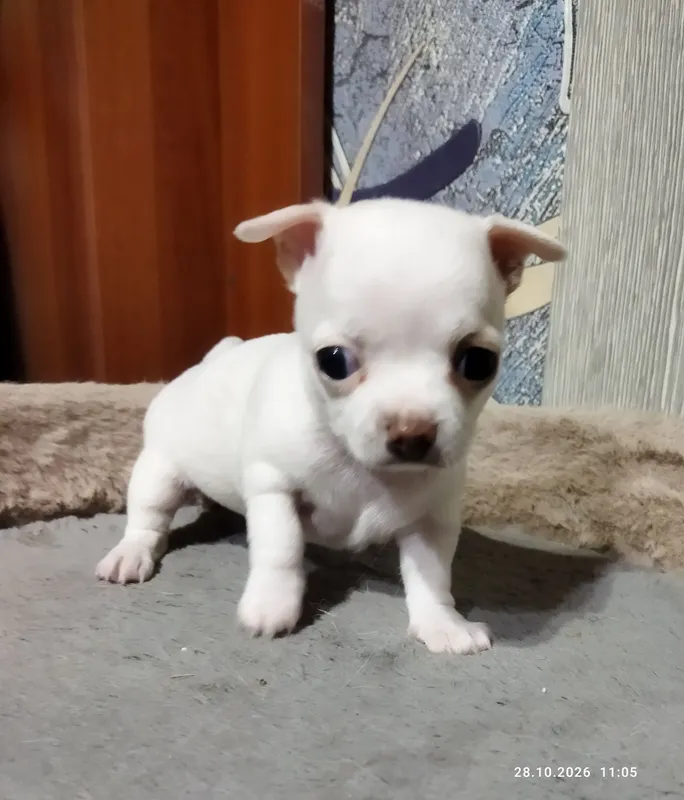 Chihuahua kuchukchalariga bron 5 Chihuahua kuchukchalariga bron 5