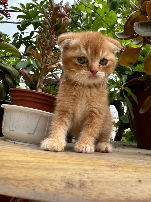 Scottish fold mushukcha sotiladi — фото 2