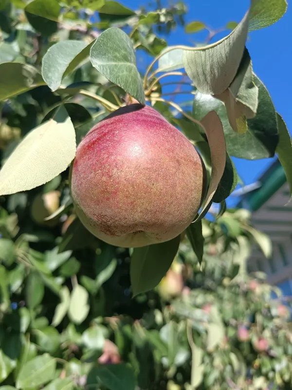 Продаются груши, только крупные 1 Продаются груши, только крупные 1
