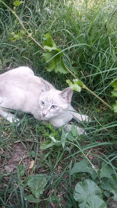 Сиямская кошачка