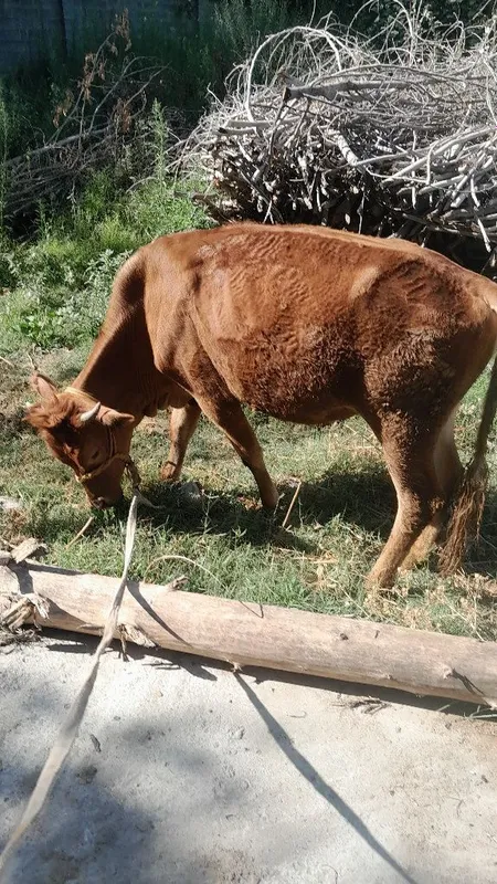 NAVOS sotladi soglom 2
