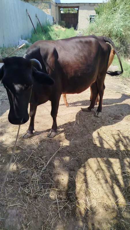 Sigiri sotiladi 3