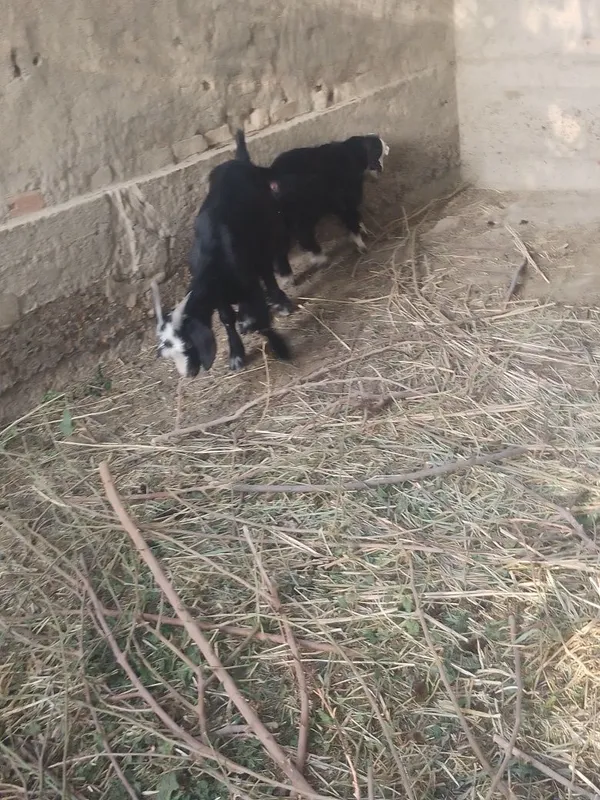 Ona bola echki sotiladi 2 Ona bola echki sotiladi 2