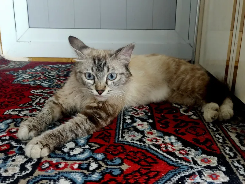"Chiroyli ko'k ko'zli Lynx Point narxi 799 ming kami bor "Chiroyli ko'k ko'zli Lynx Point narxi 799 ming kami bor